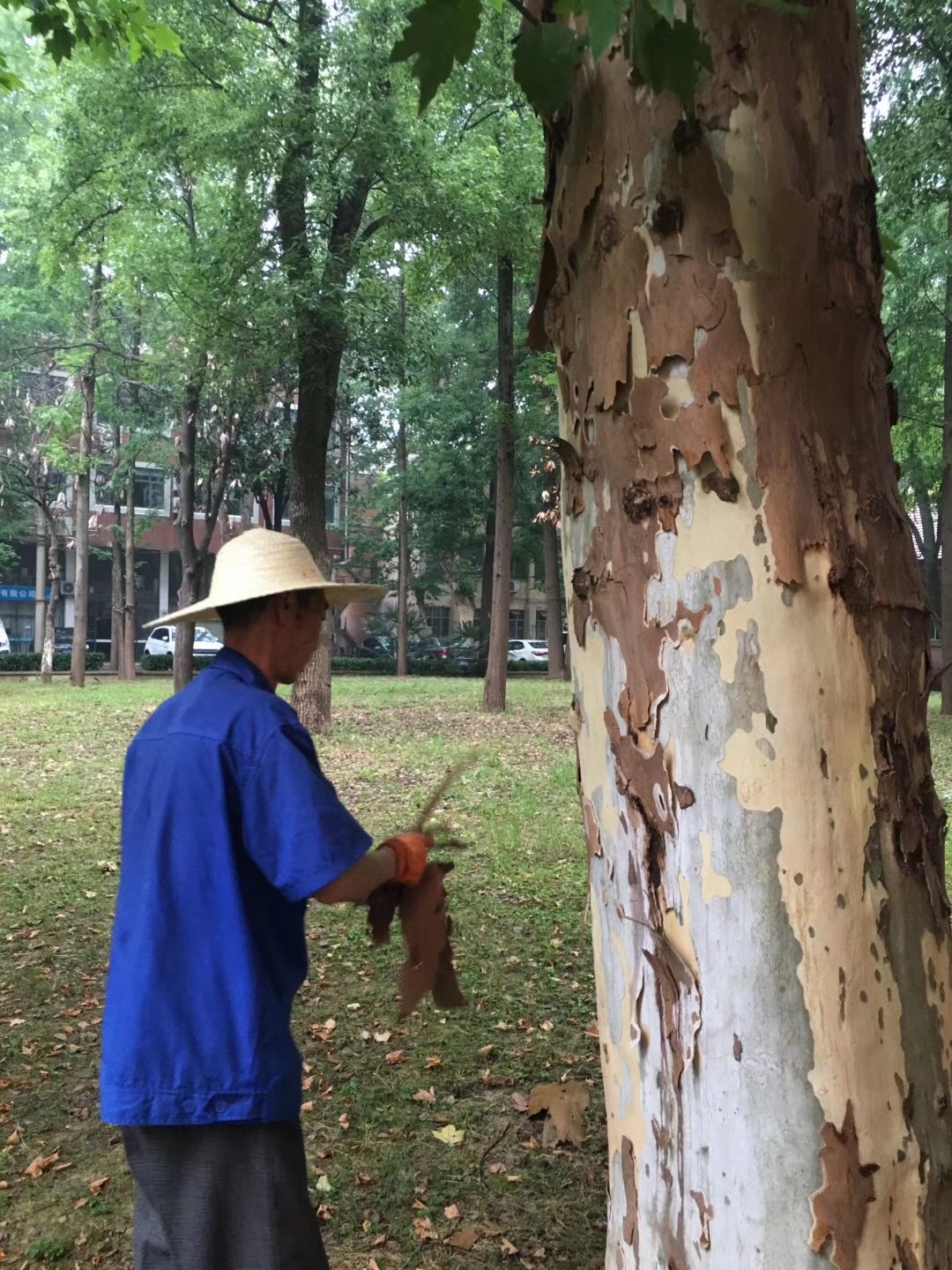 齐峰物业保洁人员用刮刀清除大树上的残留树皮